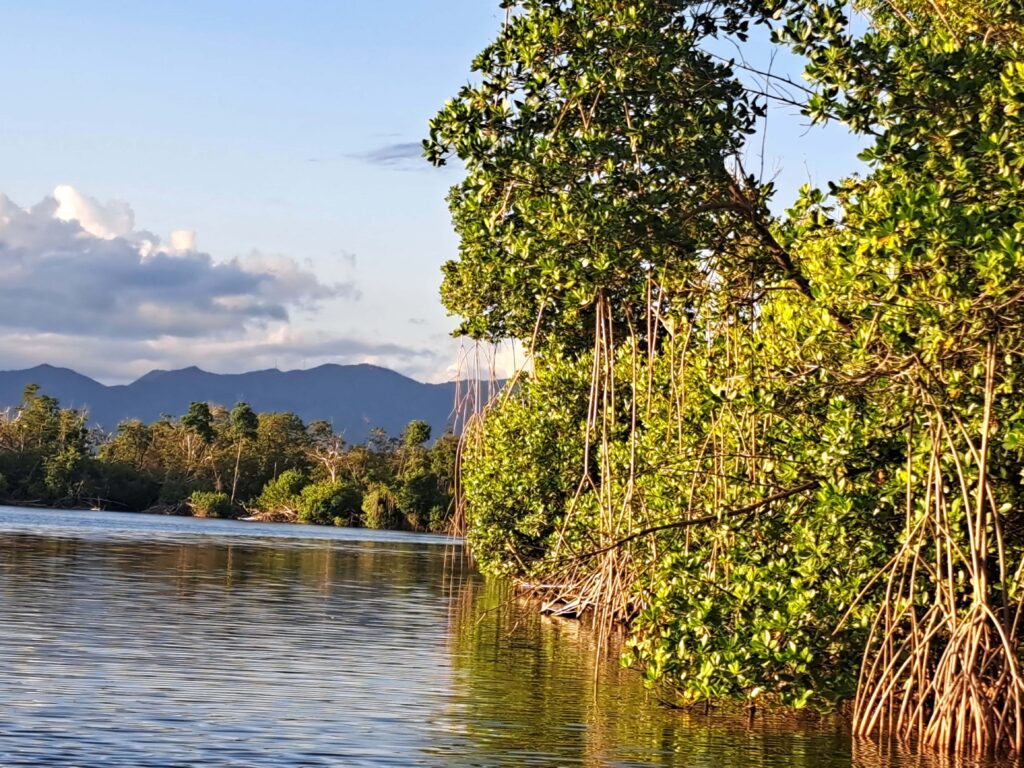 Segelrevier Puerto Rico - ein Erfahrungsbericht 12 Mangroven Puerto Pastillas