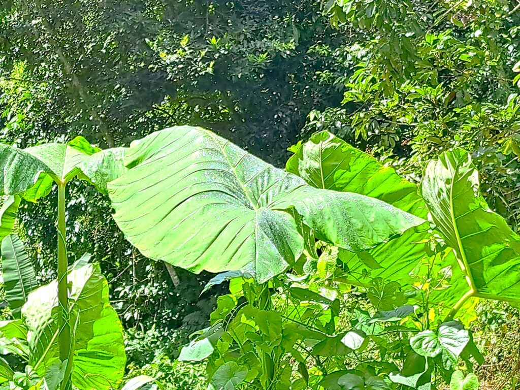 Impressionen einer Landtour in Puerto Rico 11 Pflanzen XXL