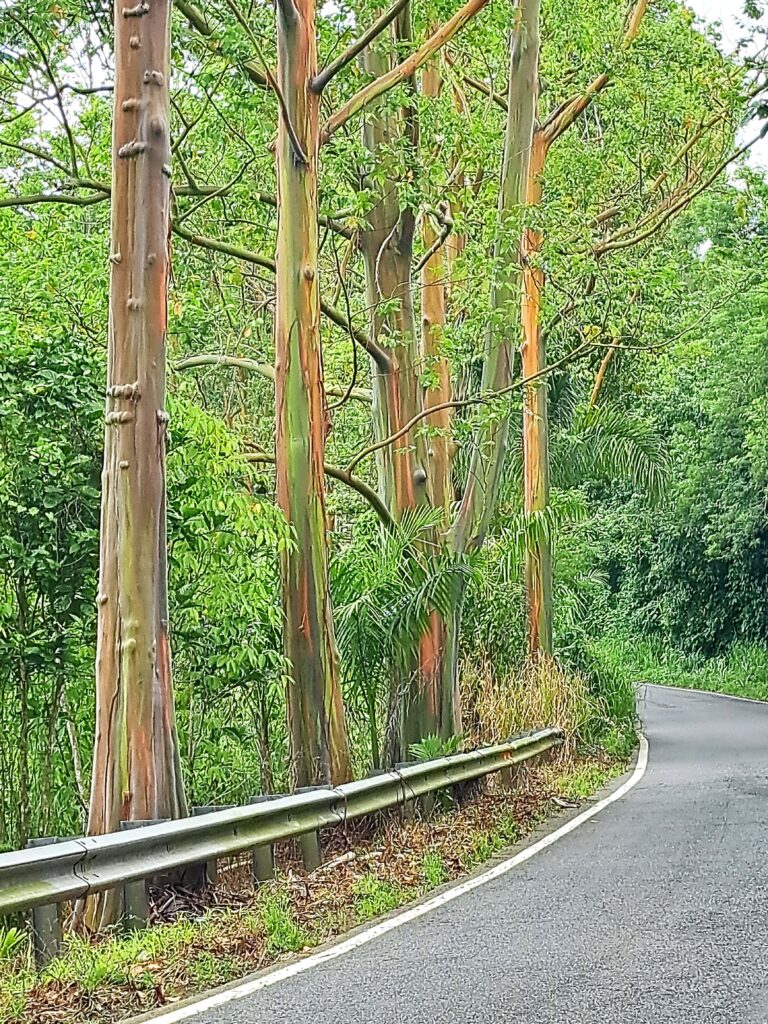 Impressionen einer Landtour in Puerto Rico 19 Regenbogeneukalyptus am Strassenrand