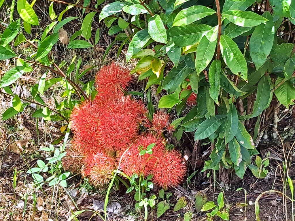 Impressionen einer Landtour in Puerto Rico 12 Rote Pflanze