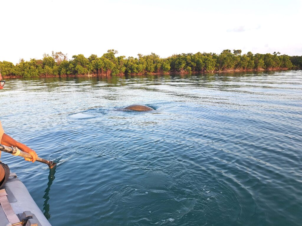 Unser Rendezvous mit einer Seekuh 4 Ruecken Seekuh
