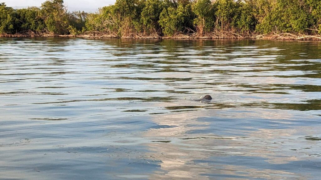 Unser Rendezvous mit einer Seekuh 3 Ruessel aus dem Wasser vor Mangroven