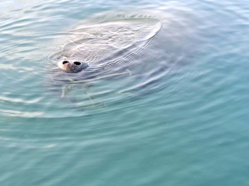 Unser Rendezvous mit einer Seekuh 10 Ruessel mit Seegras