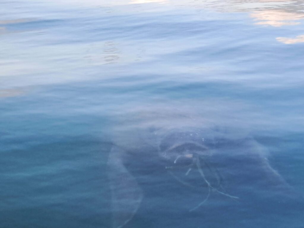 Unser Rendezvous mit einer Seekuh 6 Schemenhafte Seekuh