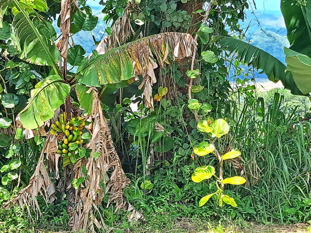 Impressionen einer Landtour in Puerto Rico 6 Schlingpflanzen