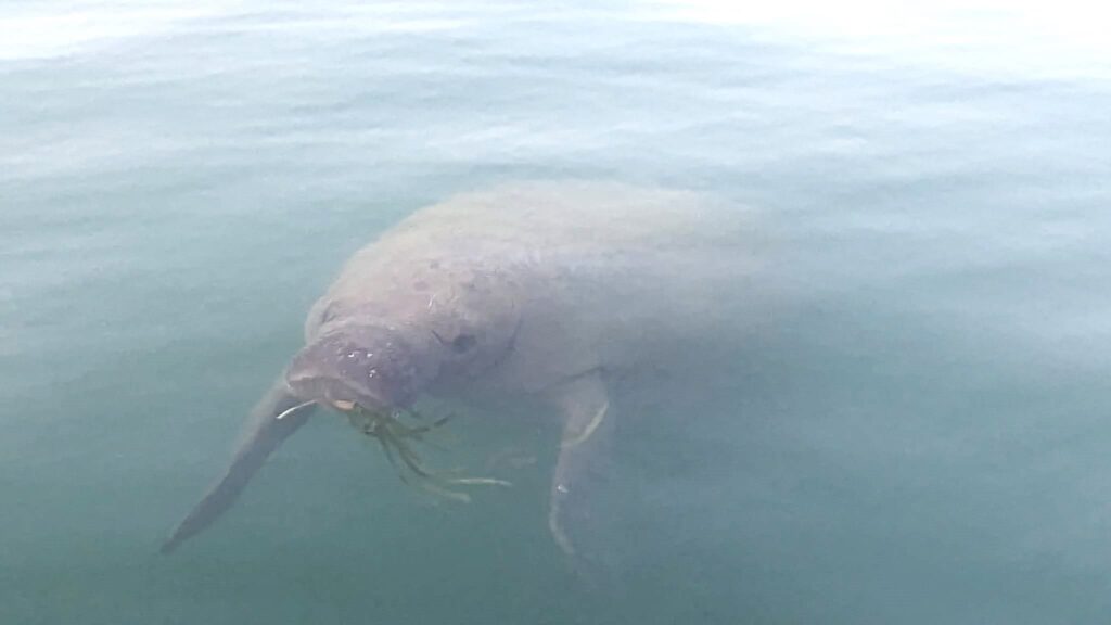 Unser Rendezvous mit einer Seekuh 9 Seekuh im Anmarsch