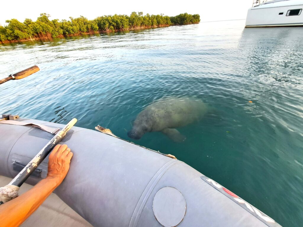 Unser Rendezvous mit einer Seekuh 7 Seekuh zwischen Dinghy und Joline