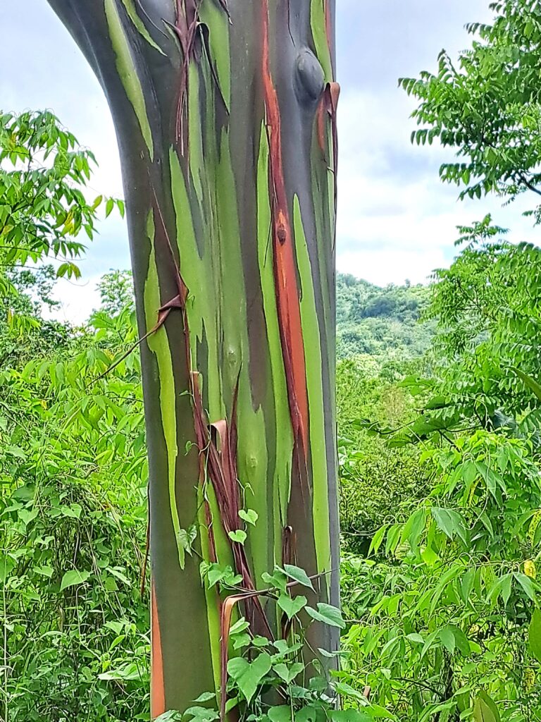 Impressionen einer Landtour in Puerto Rico 20 Stamm Regenbogeneukalyptus