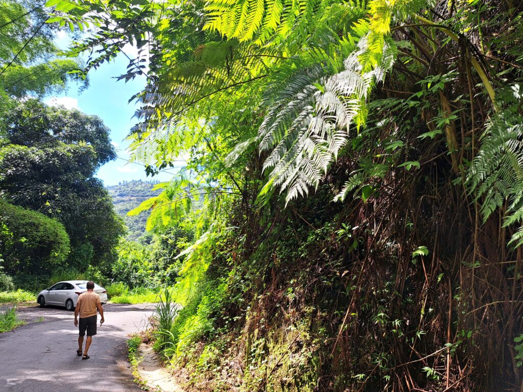 Impressionen einer Landtour in Puerto Rico 3 Strasse mit Riesenfarn