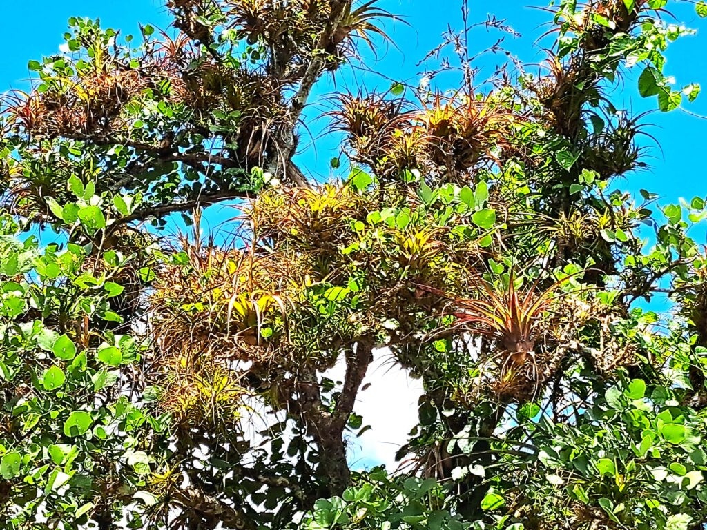 Impressionen einer Landtour in Puerto Rico 28 Tilandsien