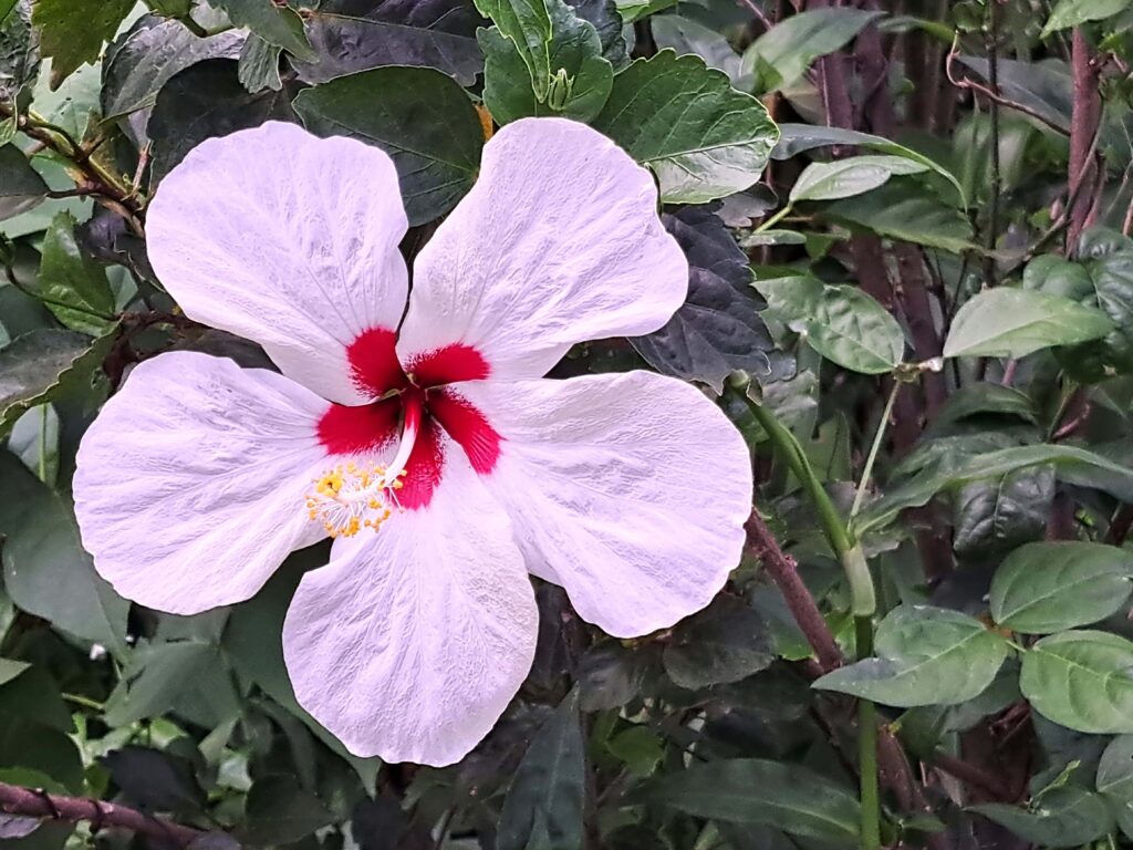 Impressionen einer Landtour in Puerto Rico 29 Weisser Hibiskus