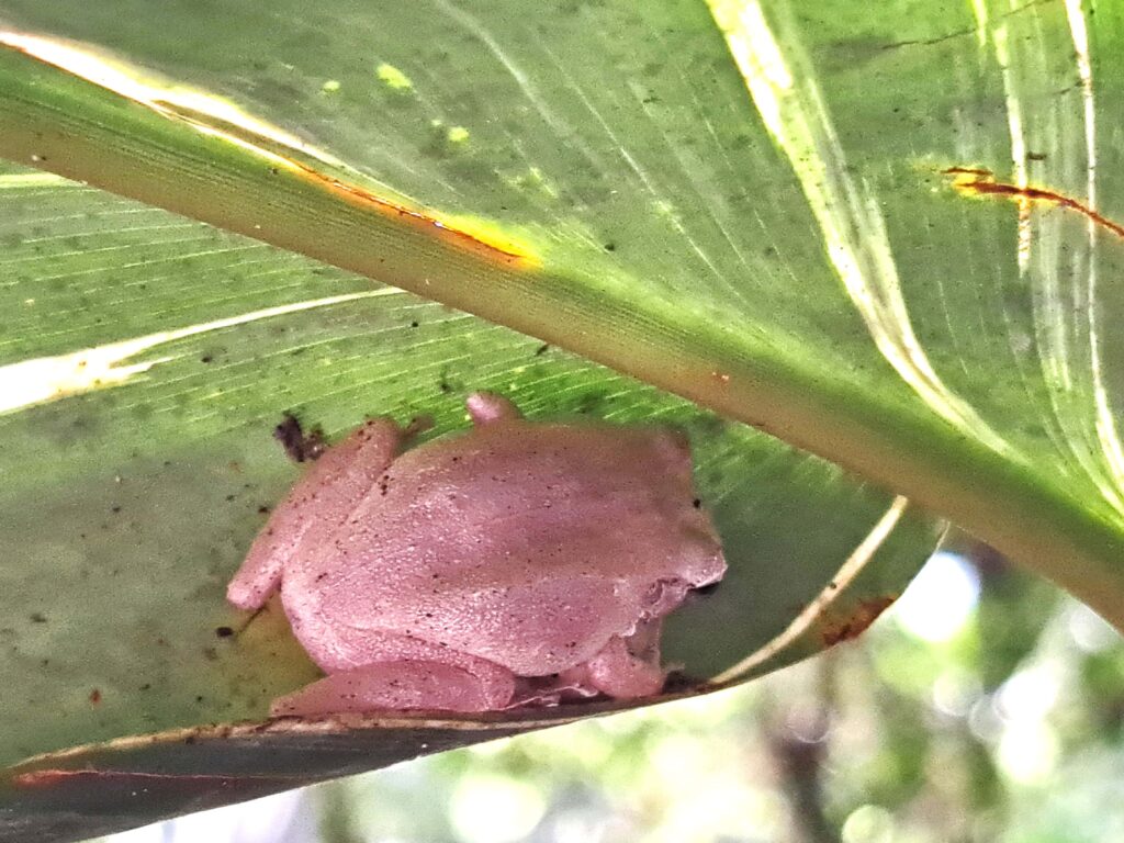 Die Höhlenwelt von Puerto Rico: Parque National de las Cavernas del Rio Camuy 4 02 Pfeifffrosch