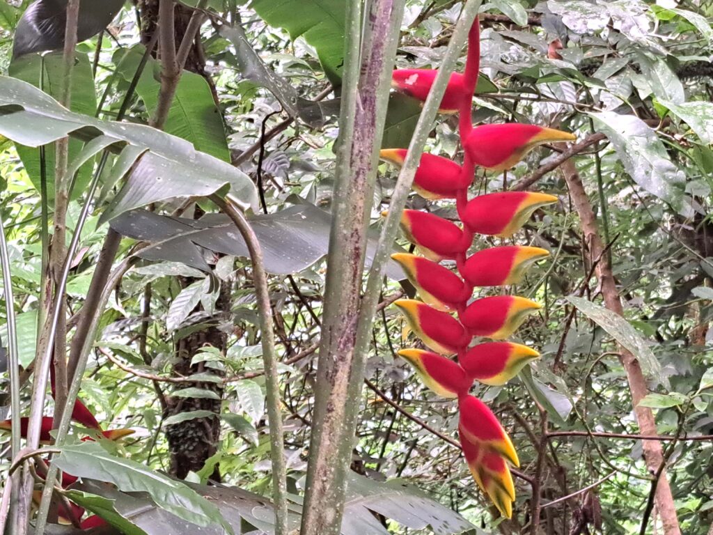 Die Höhlenwelt von Puerto Rico: Parque National de las Cavernas del Rio Camuy 3 03 Papageienpflanzen