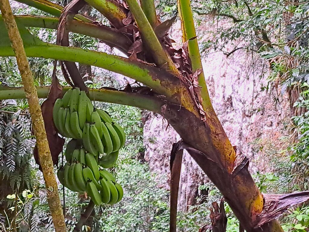 Die Höhlenwelt von Puerto Rico: Parque National de las Cavernas del Rio Camuy 5 04 Bananenstaude vor Steilwand