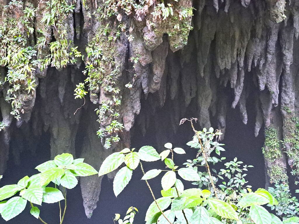 Die Höhlenwelt von Puerto Rico: Parque National de las Cavernas del Rio Camuy 9 08 Bizarre Formationen von Stalagtiten