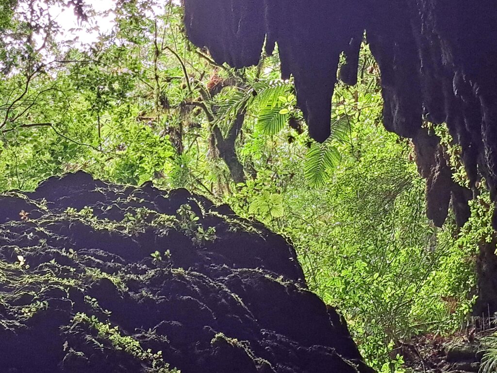 Die Höhlenwelt von Puerto Rico: Parque National de las Cavernas del Rio Camuy 11 12 Blick aus der Hoehle