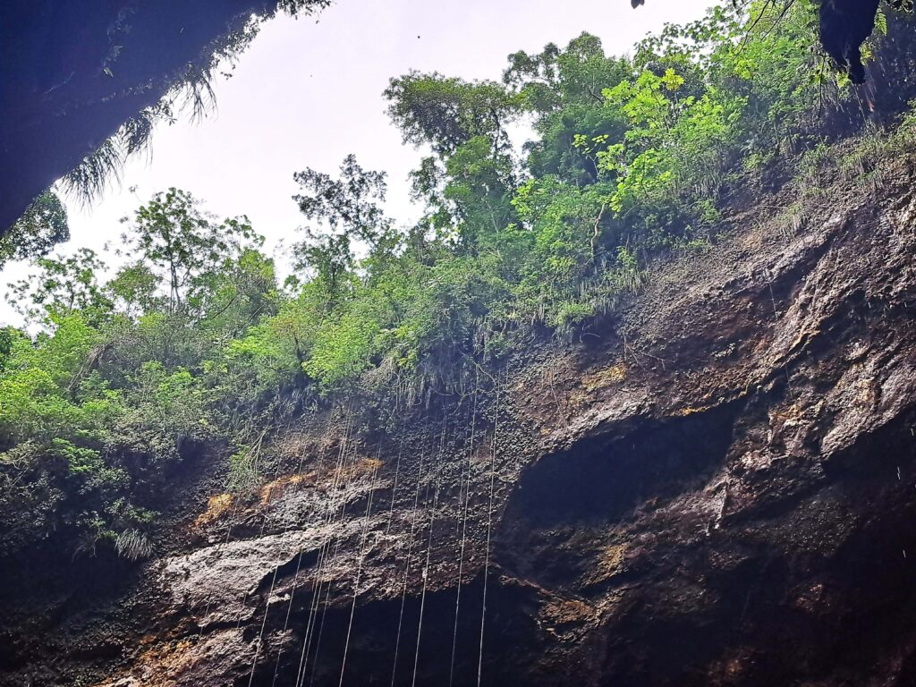 Die Höhlenwelt von Puerto Rico: Parque National de las Cavernas del Rio Camuy 16 16 Blick in den Himmel