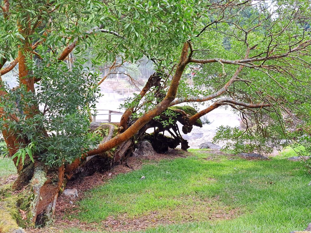 Blick durch die Baeume