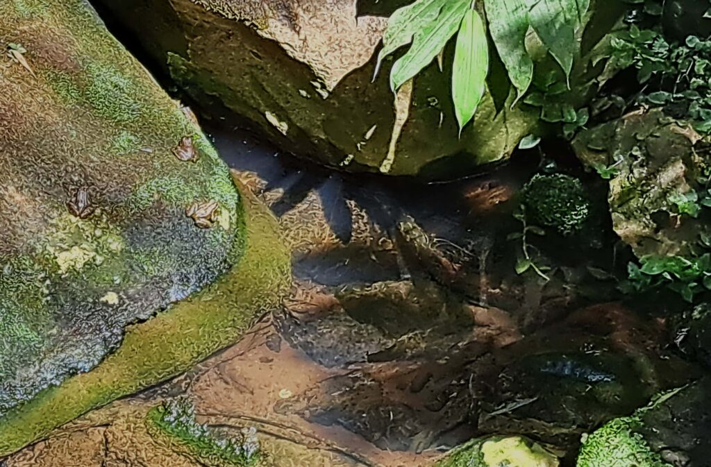 Das Naturdenkmal Caldeira Velha auf der Azoreninsel Sao Miguel 11 Froesche
