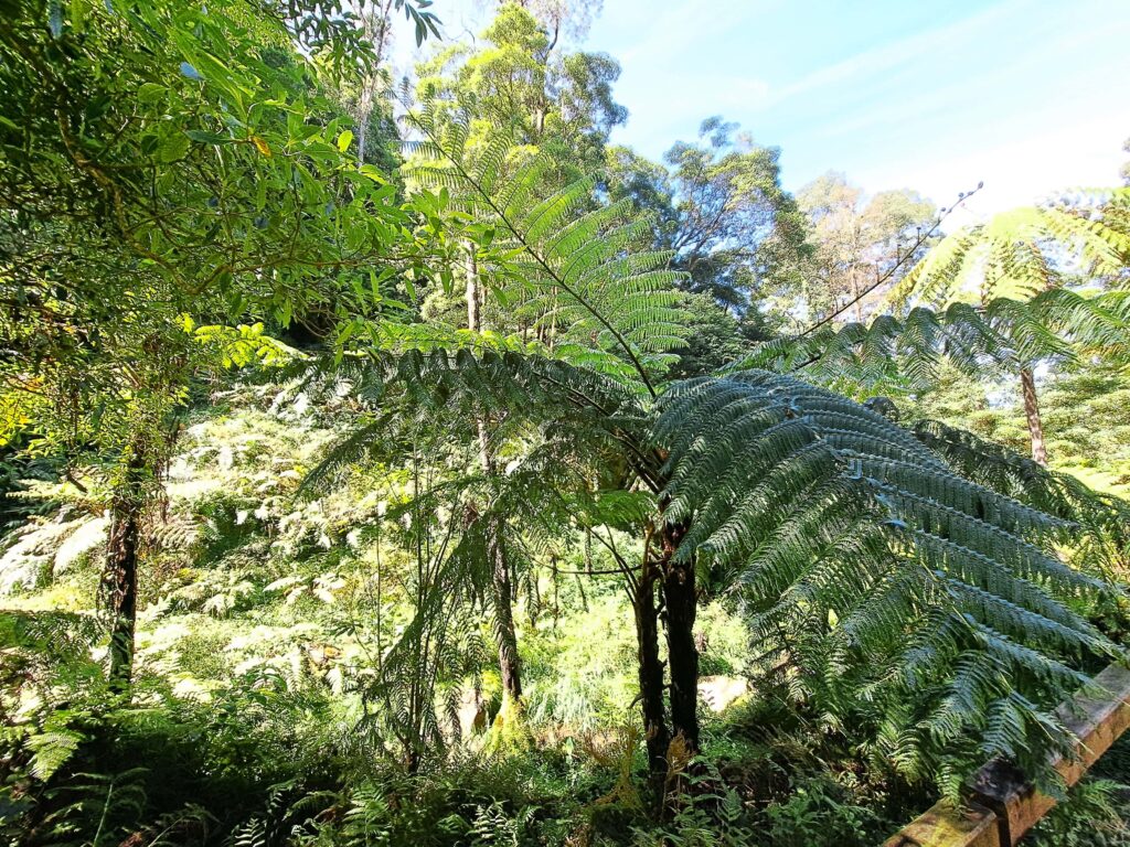 Das Naturdenkmal Caldeira Velha auf der Azoreninsel Sao Miguel 2 Riesenfarn