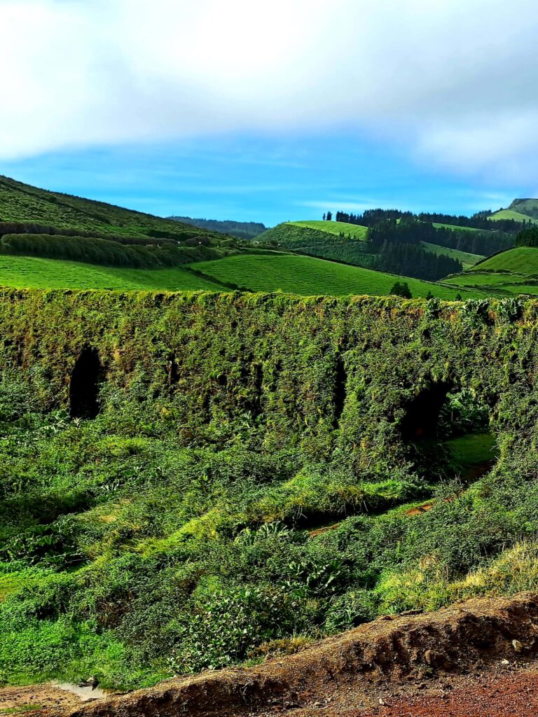 Ueberwucherte Mauern