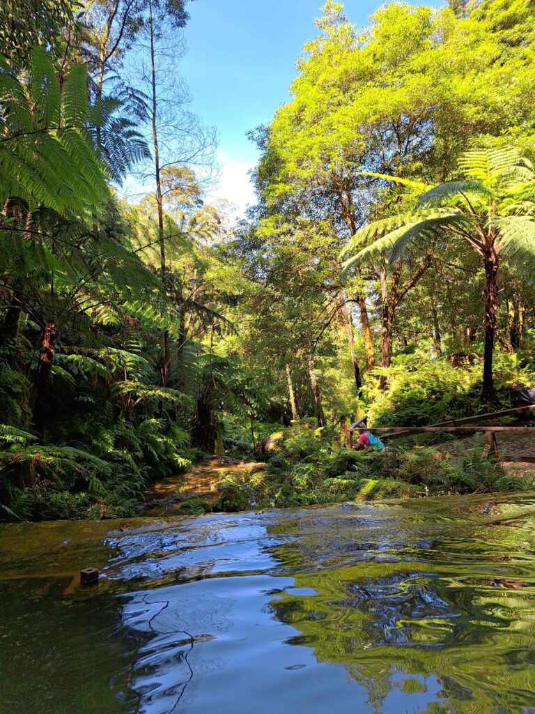 Das Naturdenkmal Caldeira Velha auf der Azoreninsel Sao Miguel 3 Wasser im Dschungel