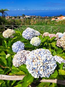 Mitten im Atlantik: Madeidra - eine Blumeninsel?