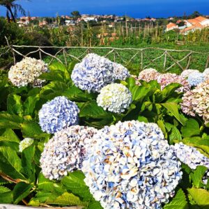 BLOG Weltumsegelung 78 Mitten im Atlantik: Madeidra - eine Blumeninsel?