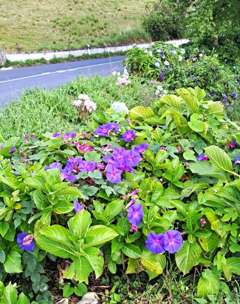 Ueberbordende Natur am Wegesrand