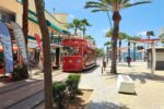 Aruba - Oranjestad, Kakteen und der Divi -Divi - Baum