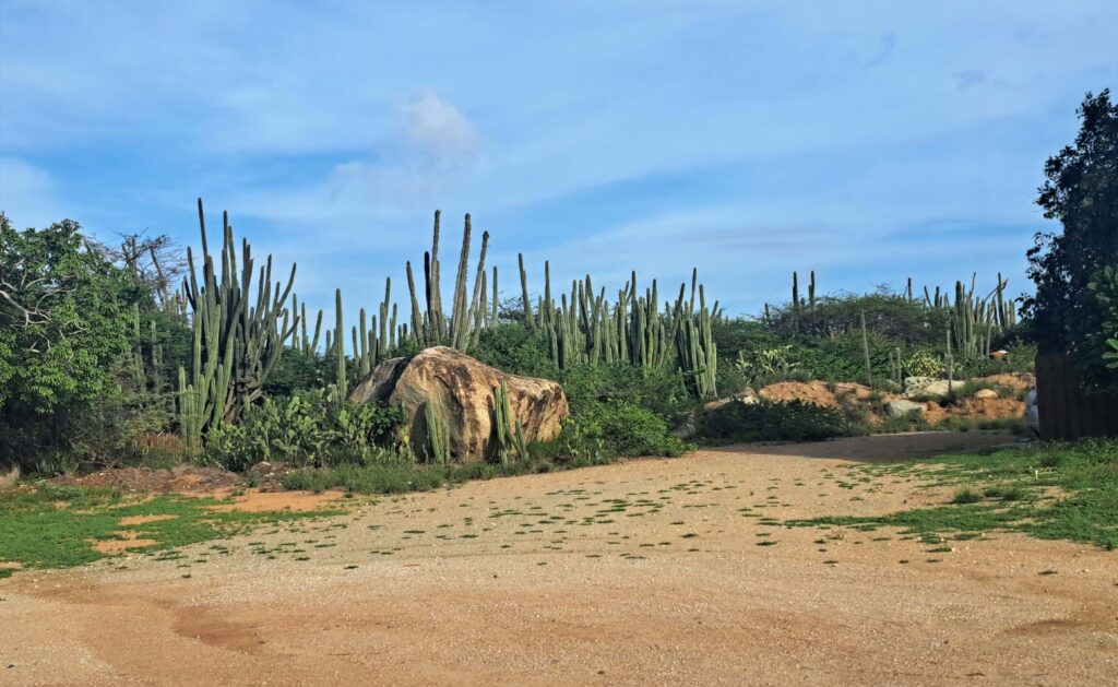 Aruba - Oranjestad, Kakteen und der Divi -Divi - Baum 15 Saeulenkakteen