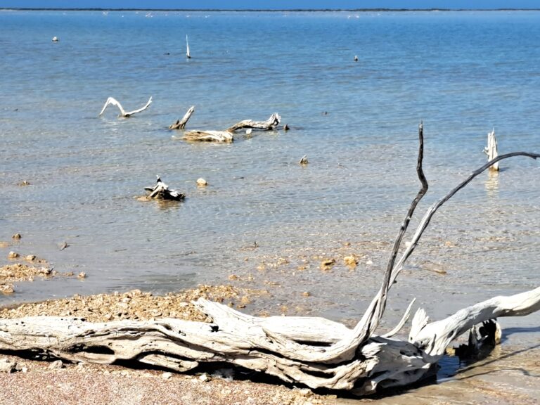 Bahamas - der Westindische Flamingo - grösste Population der westlichen Hemisphäre auf Great Inagua