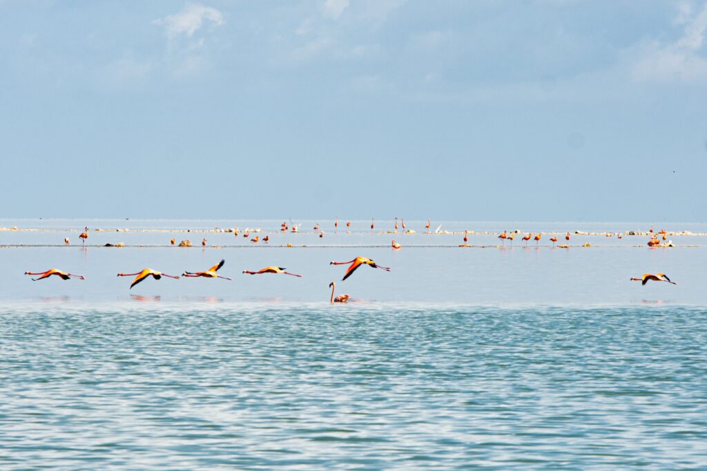 Segelrevier Bahamas - Paradies für Segler - Ein Erfahrungsbericht - Teil 1: Süd - Bahamas 3 Flamingos fliegen über die großen Salzseen von Great Inagua. Hier ist die größte Flamingo Pupulation der westlichen Hemisphäre.