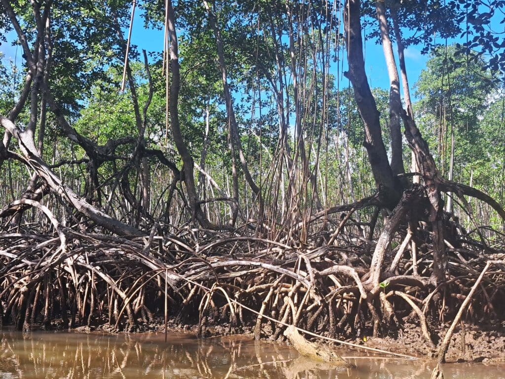 Lichte Mangrovenwaelder am Fluss Yuna