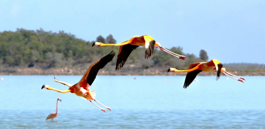 Bahamas - der Westindische Flamingo - grösste Population der westlichen Hemisphäre auf Great Inagua 18 Nahaufnahme Flamingoflug