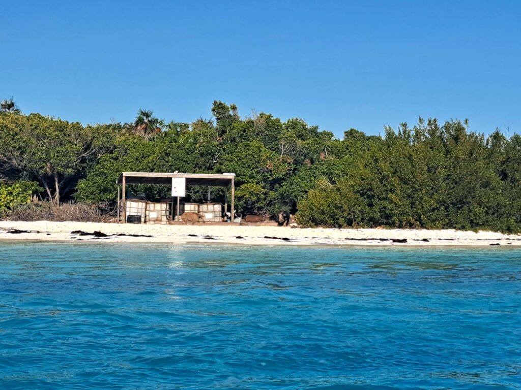 01 Pigs Conch Harbour