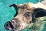Südbahamas: Die Langstreckenschwimmschweine vom White Cay