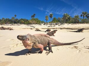 Bahamas - Besuch bei den Pink Iguanas