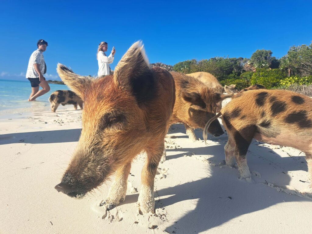 Karibik - Tagebuch - Band II - Nr. 14 3 Schweinchen auf Conch Harbour