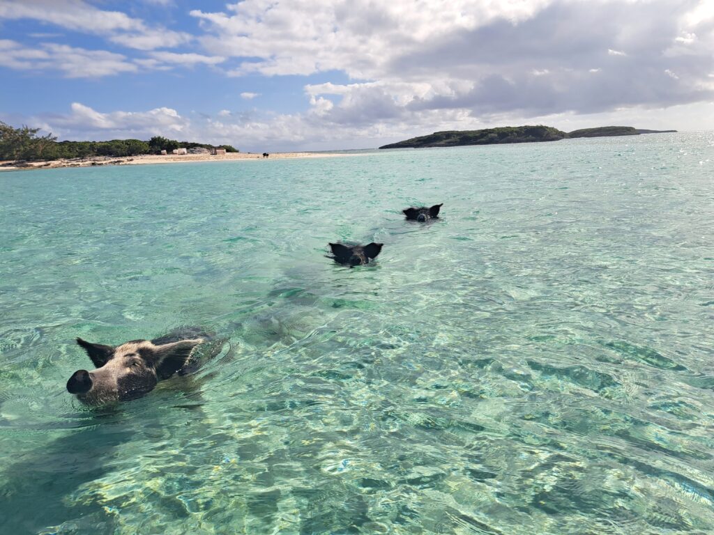 Südbahamas: Die Langstreckenschwimmschweine vom White Cay 3 Schwimmverfolger
