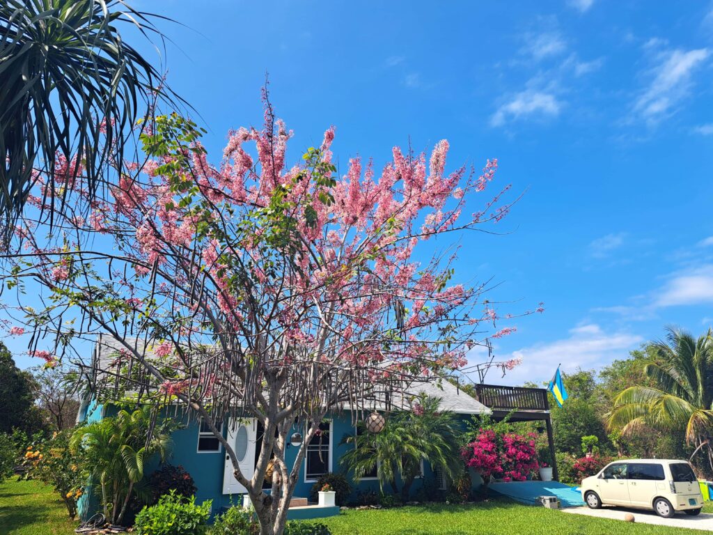 Bahamas - Eleuthera - mit dem Golfcart unterwegs in Spanish Wells & Russell Island 21 Baum in Bluete