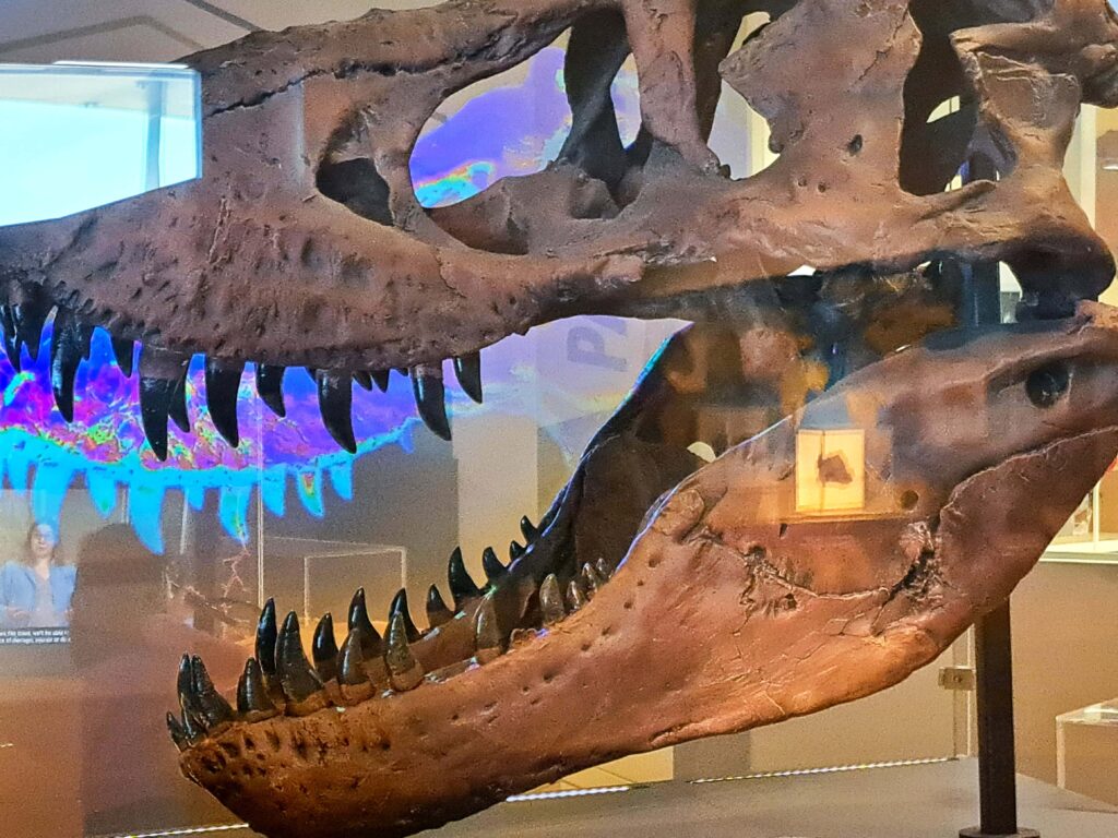 Faces of Miami - Das Frost Science Museum 16 Dinosaurierschaedel