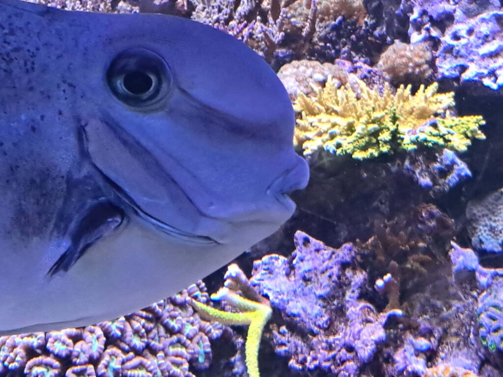 Faces of Miami - Das Frost Science Museum 10 Das Quarium beinhaltet heimische Fische.