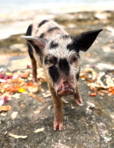 Bahamas - Athol Island - eine schöne Schweinerei