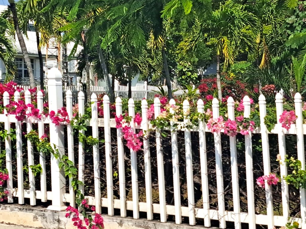 Bahamas - Eleuthera - mit dem Golfcart unterwegs in Spanish Wells & Russell Island 11 So wie dieser Garten sieht es überall aus. Es grünt und blüht wo man hinsieht.