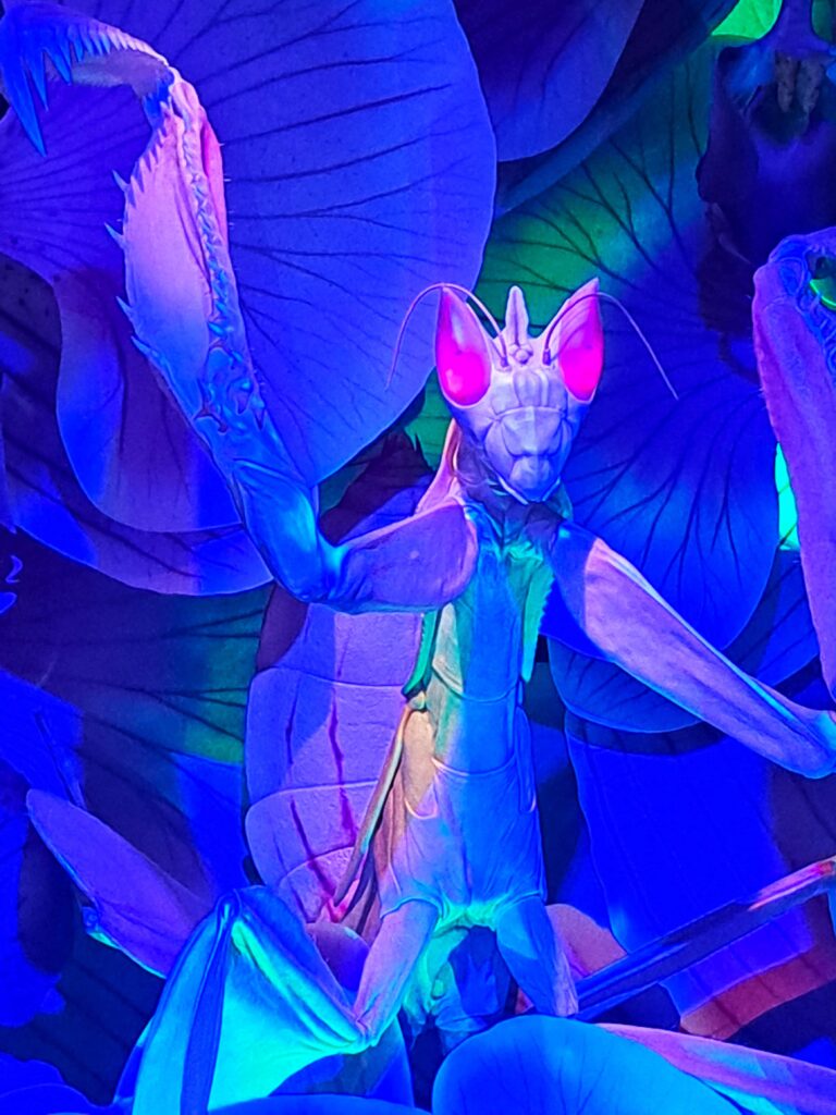 Faces of Miami - Das Frost Science Museum 19 Gottesanbeterin in der Ausstellung Bugs - Käfer