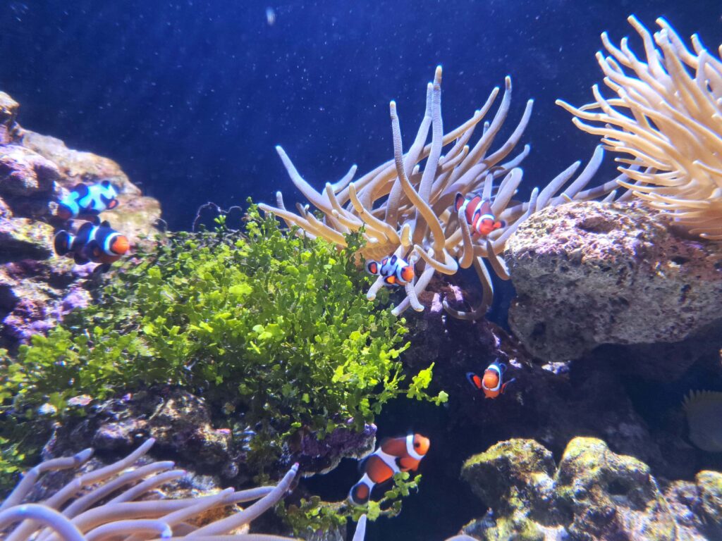 Nemo