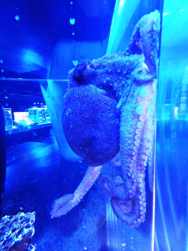 Faces of Miami - Das Frost Science Museum 11 hier ein Octopus von beachtlicher Größe