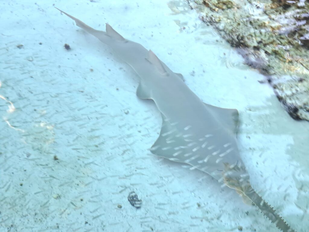Saegefisch