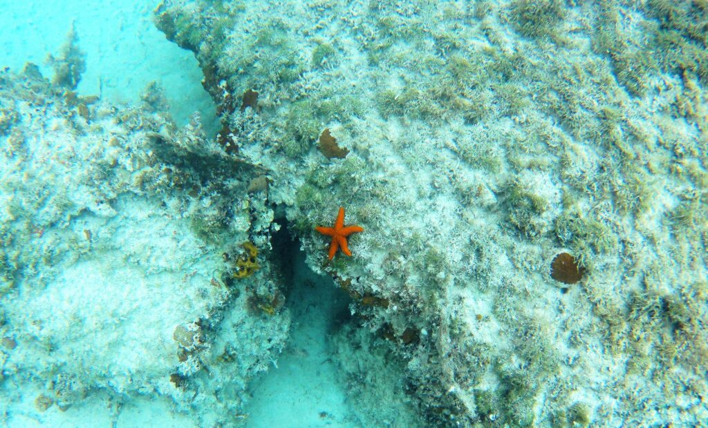 Gastbeitrag: Die Bahamas auf eine ganz unkonventionelle Art erleben 6 Seestern unter Wasser